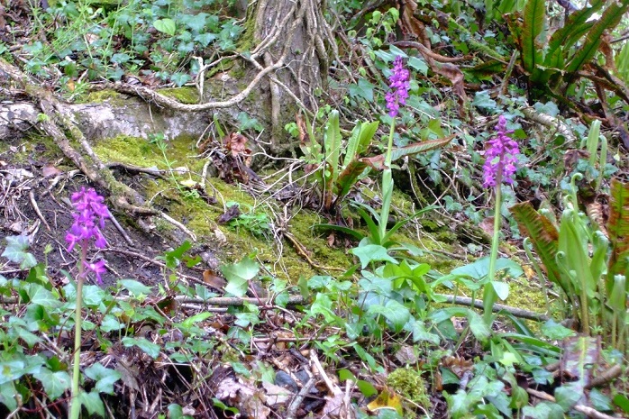 Early Purple Orchid